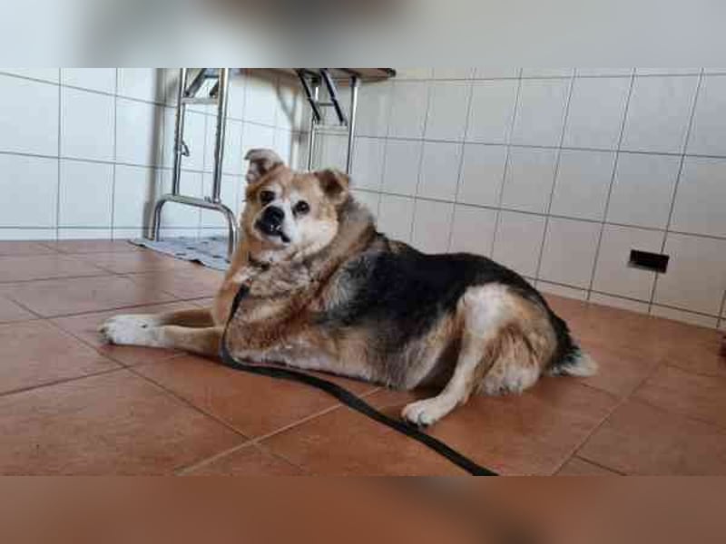 Lucky, Mischling, geb. 2013, su. ebenerdiges Zuhause, gern als Einzelhund