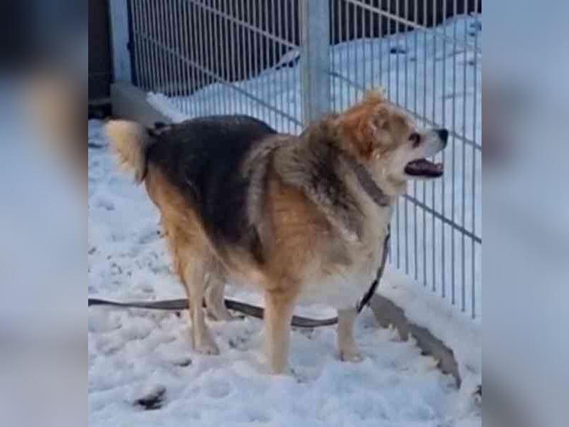 Lucky, Mischling, geb. 2013, su. ebenerdiges Zuhause, gern als Einzelhund