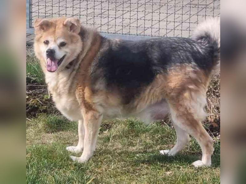 Lucky, Mischling, geb. 2013, su. ebenerdiges Zuhause, gern als Einzelhund