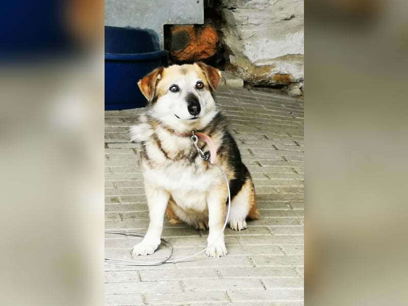 Dee, Schäferhundmix sucht hunderfahrene Besitzer