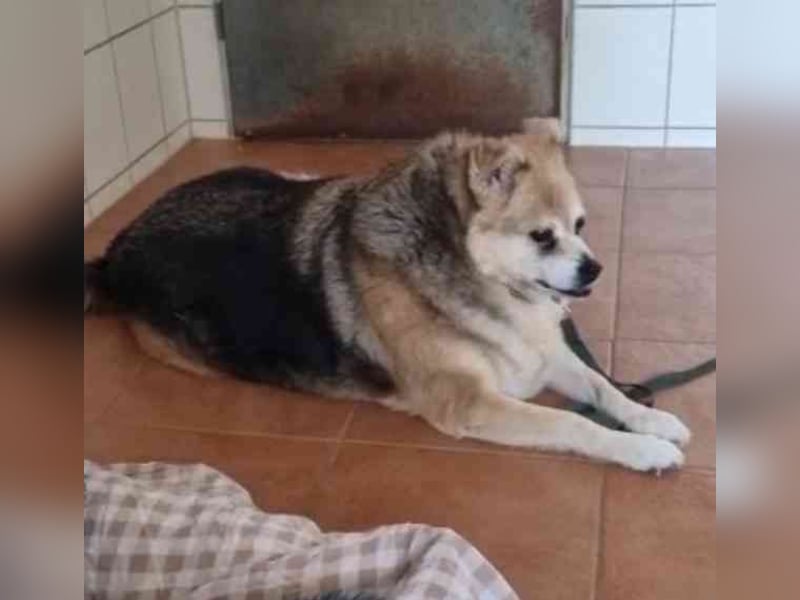 Lucky, Mischling, geb. 2013, su. ebenerdiges Zuhause, gern als Einzelhund