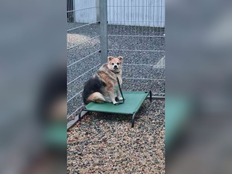 Lucky, Mischling, geb. 2013, su. ebenerdiges Zuhause, gern als Einzelhund