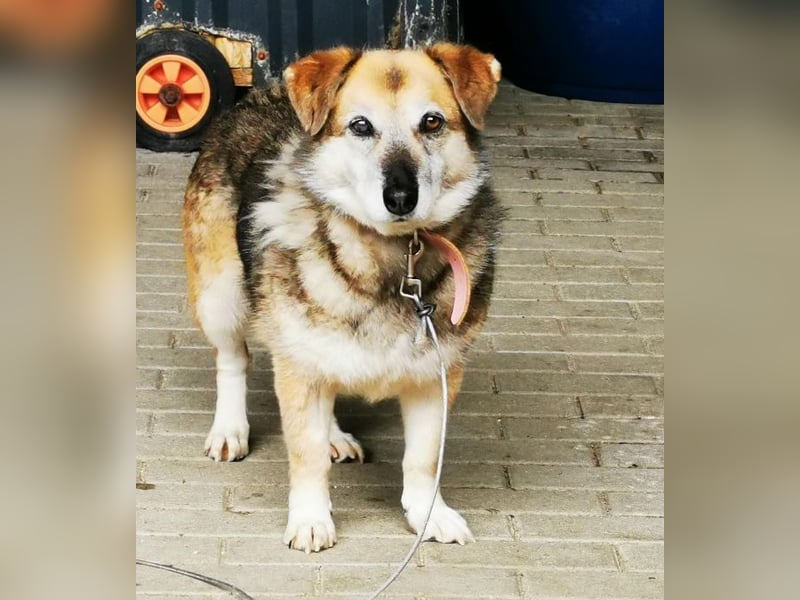 Dee, Schäferhundmix sucht hunderfahrene Besitzer