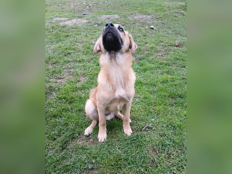 Jonas sucht ein Zuhause