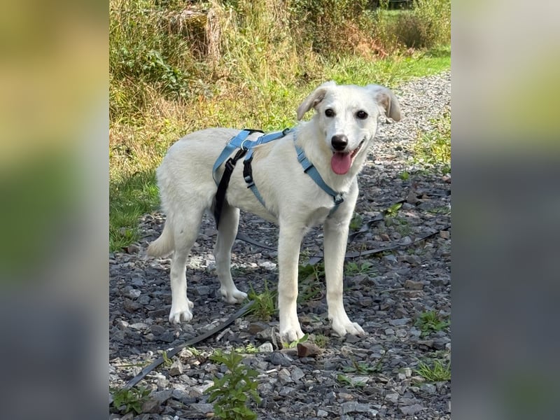 Liebevolles Zuhause gesucht für Kora