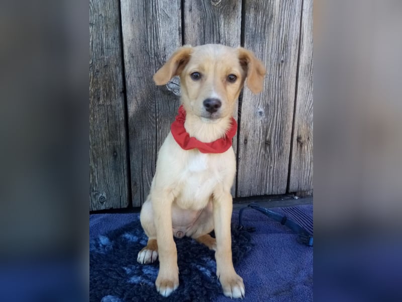 Peach sucht eine Für-immer-Familie