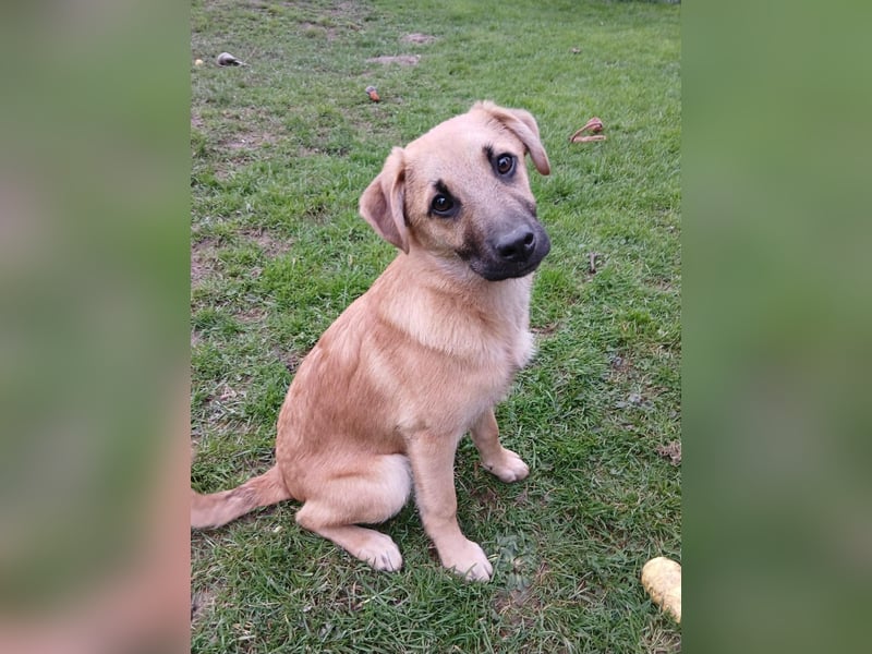 Jonas sucht ein Zuhause