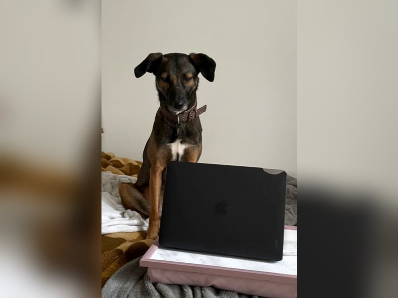 Tolle Hündin Hera sucht neues Zuhause