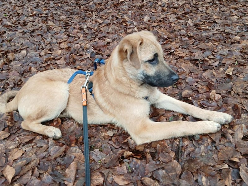 Jonas sucht ein Zuhause