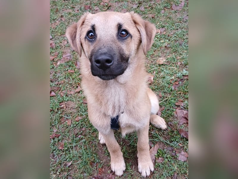 Jonas sucht ein Zuhause