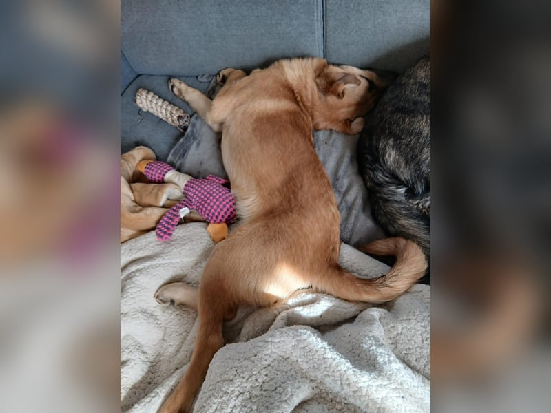 Jonas sucht ein Zuhause