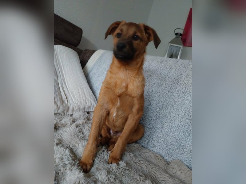 Hübscher aufgeweckter Findus