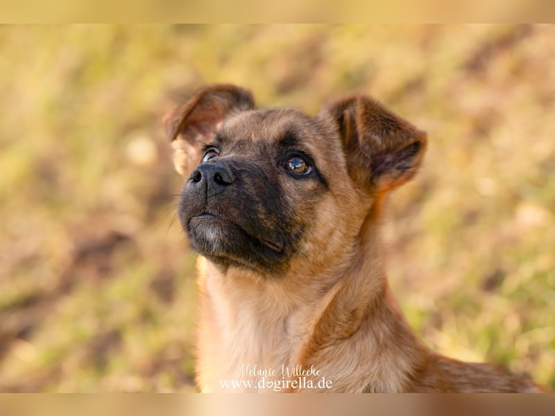 Feivel in Iserlohn sucht ein Zuhause