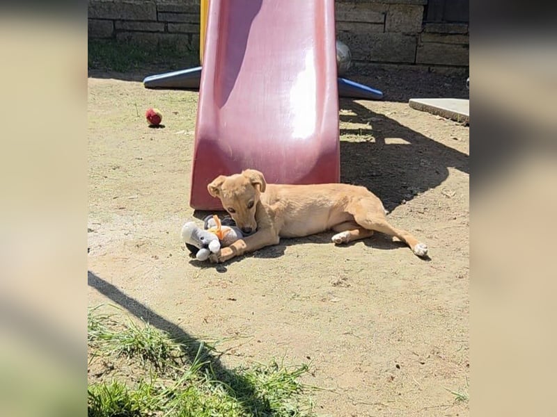 Peach sucht eine Für-immer-Familie