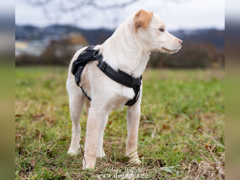 Hübsche junge Fleur sucht ein Zuhause