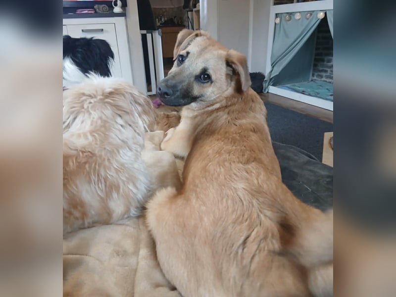 Jonas sucht ein Zuhause