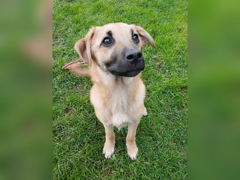 Jonas sucht ein Zuhause