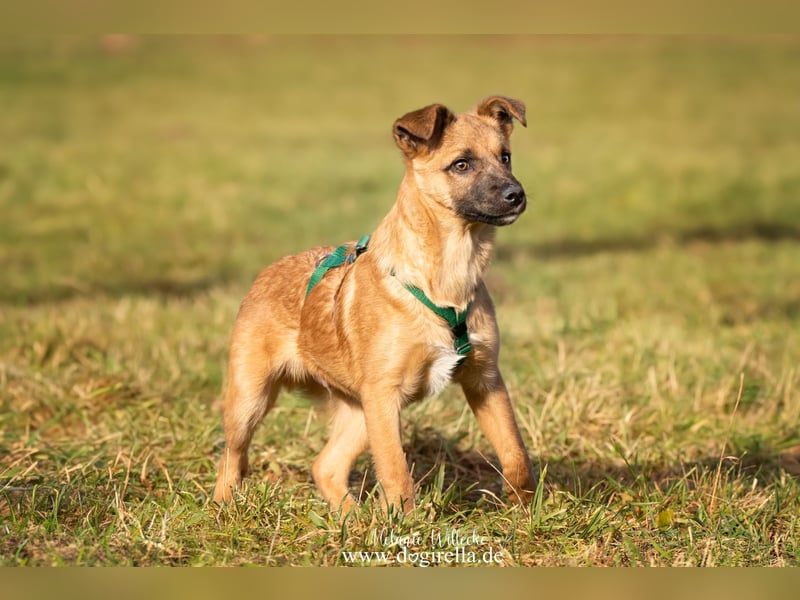 Feivel in Iserlohn sucht ein Zuhause