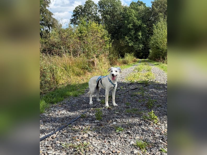 Liebevolles Zuhause gesucht für Kora