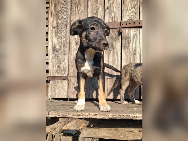 Amy sucht ein Für-immer-Zuhause