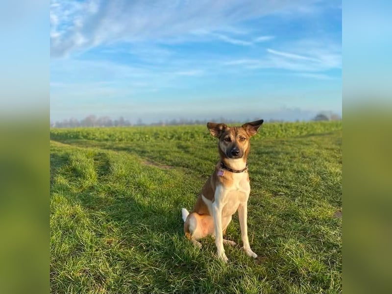 Vega, auf der Suche nach einem neuen Zuhause