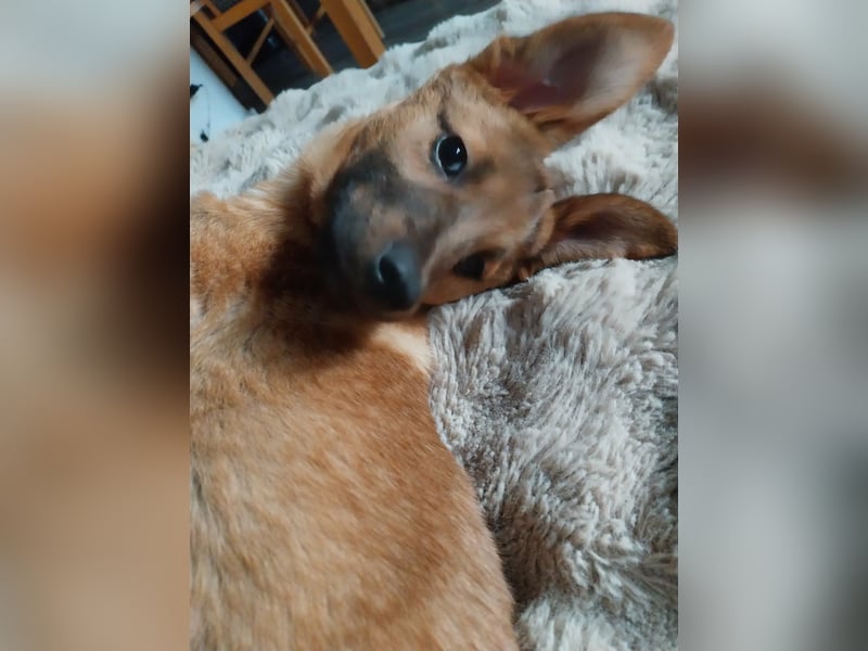 Hübscher aufgeweckter Findus