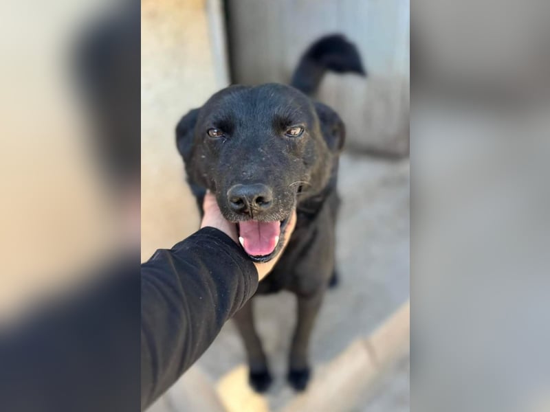 Lucky sucht ein Für-immer-Zuhause