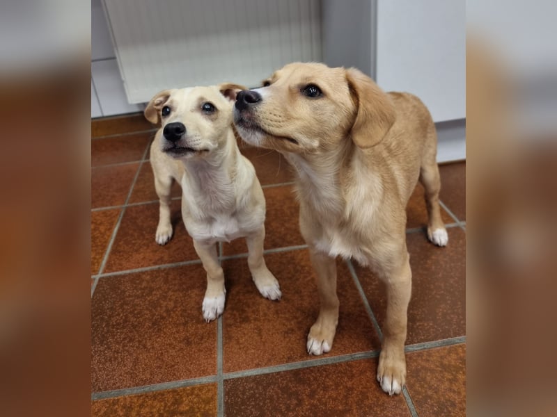 Peach sucht eine Für-immer-Familie