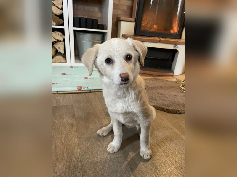 Fröhliche, sanfte Lumi