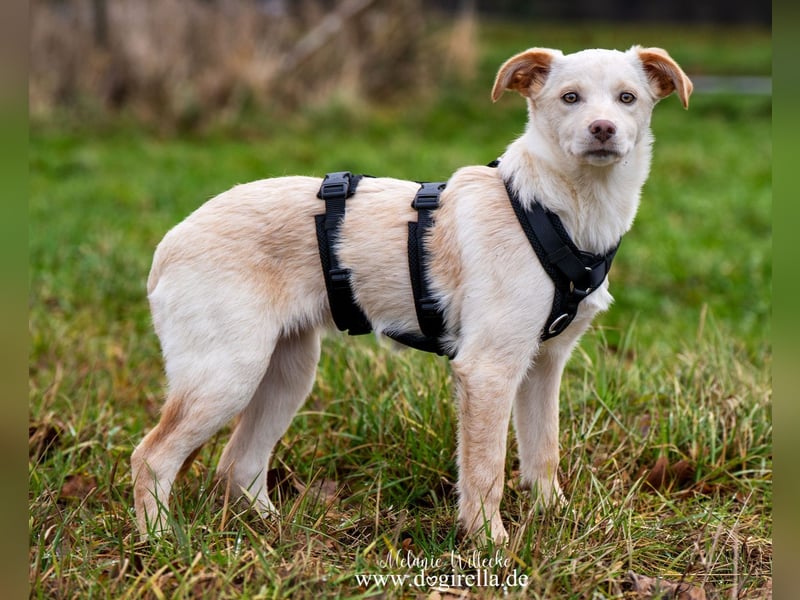 Hübsche junge Fleur sucht ein Zuhause