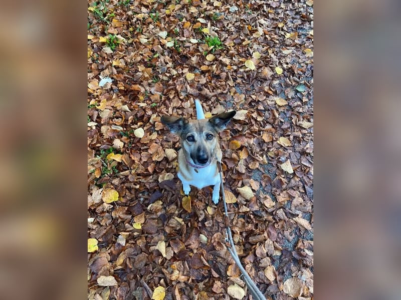 Vega sucht ein Zuhause