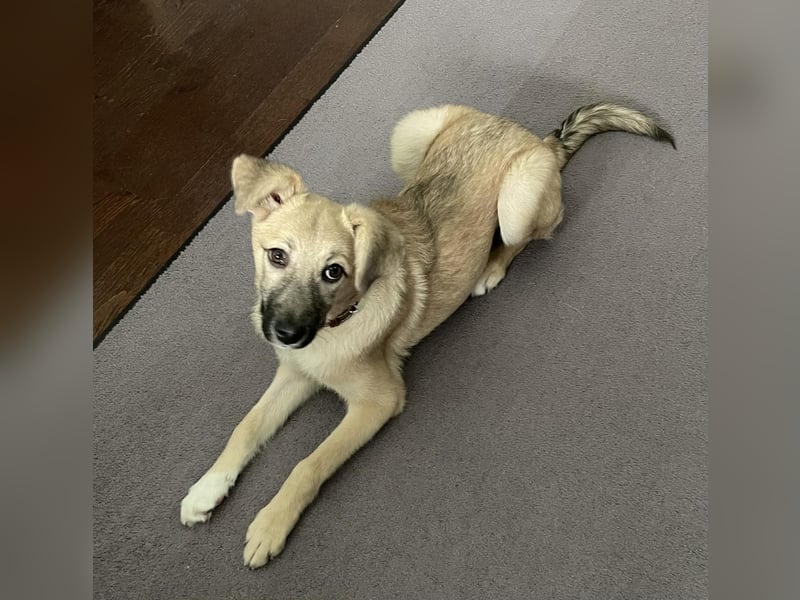 Aufgeweckter, lieber Junghund auf der Suche