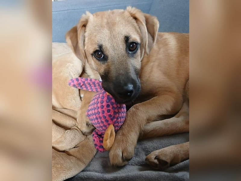 Jonas sucht ein Zuhause