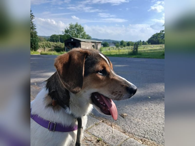 Aufgeweckter lieber Ripley