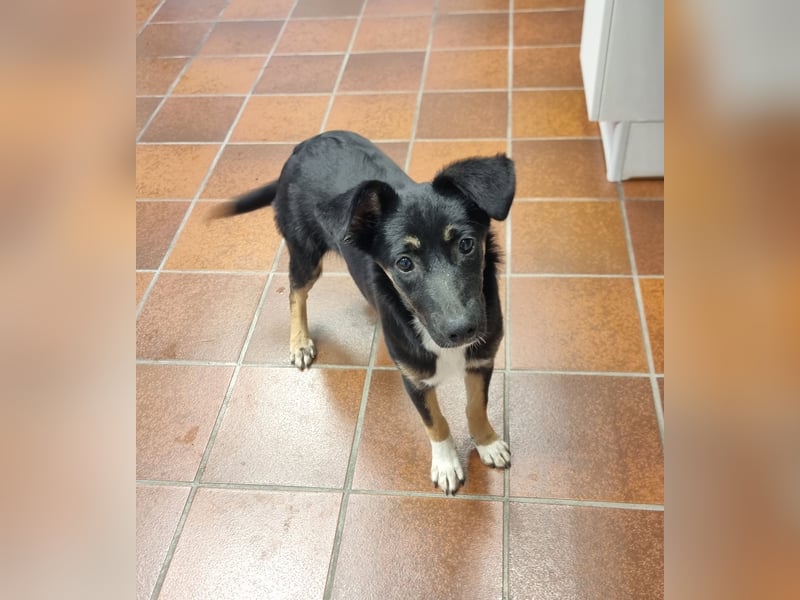 Amy sucht ein Für-immer-Zuhause
