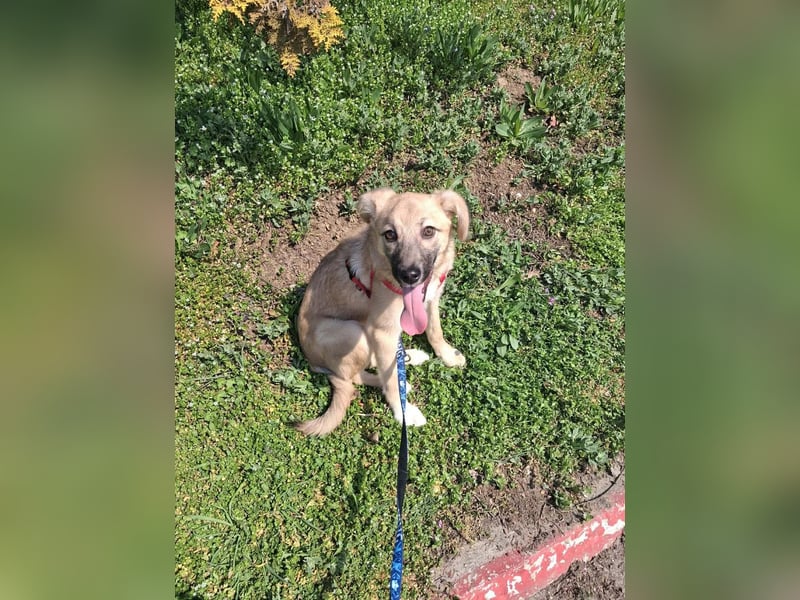 Aufgeweckter, lieber Junghund auf der Suche