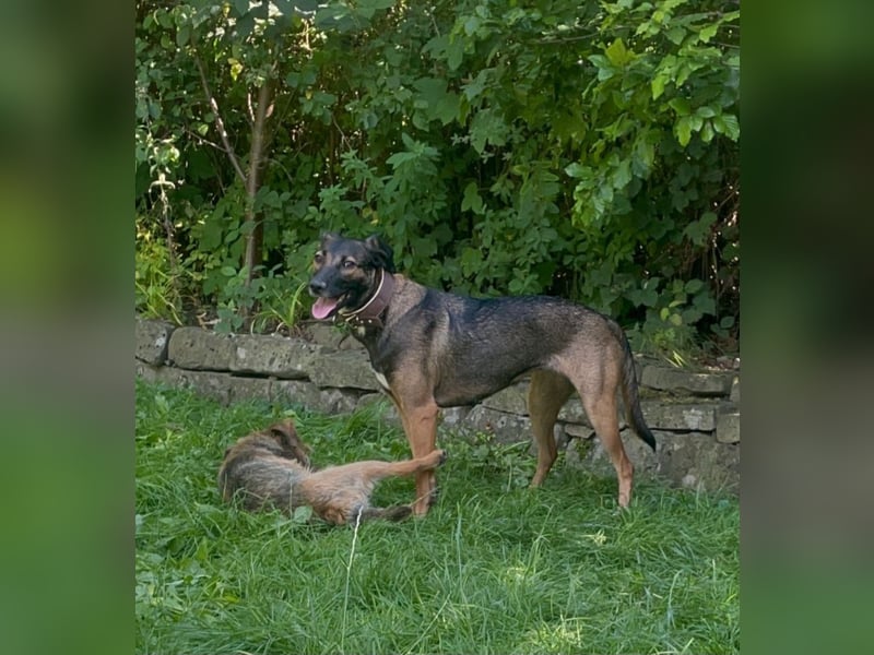 Tolle Hündin Hera sucht neues Zuhause