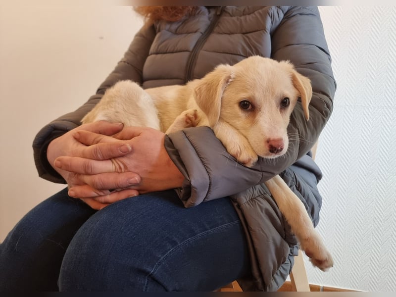 Fröhliche, sanfte Lumi