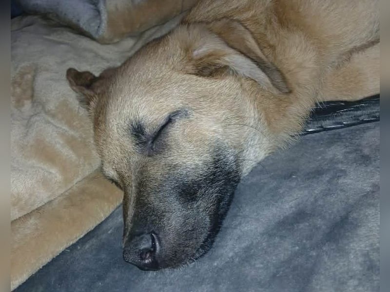 Jonas sucht ein Zuhause