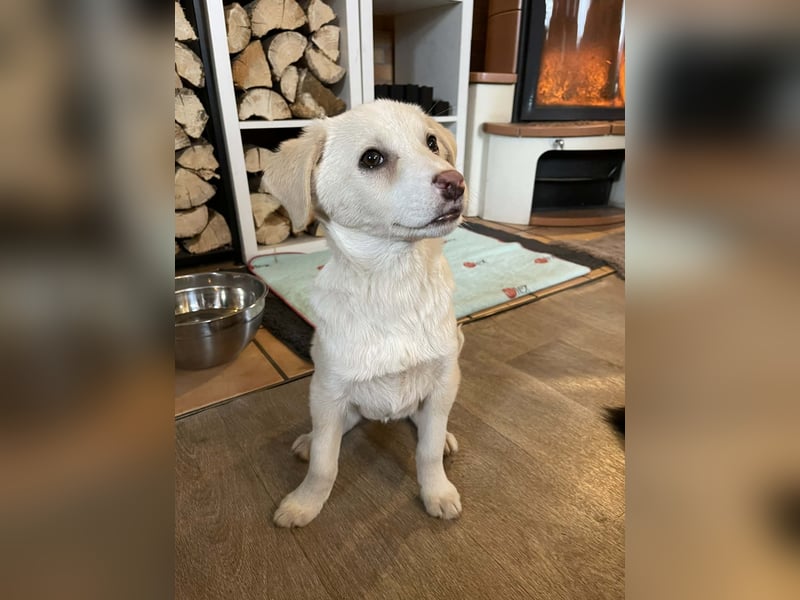 Fröhliche, sanfte Lumi