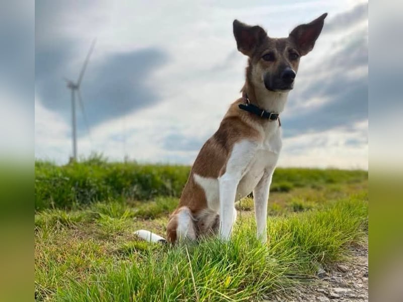 Vega, auf der Suche nach einem neuen Zuhause