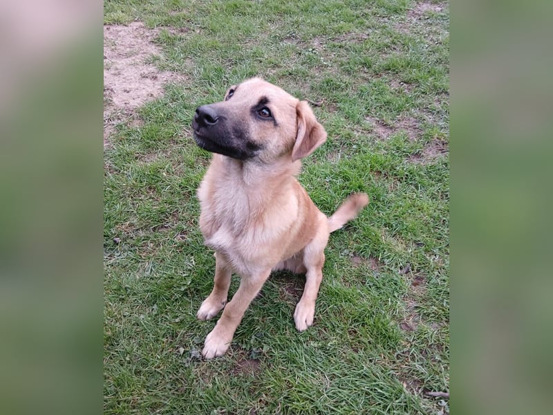 Jonas sucht ein Zuhause