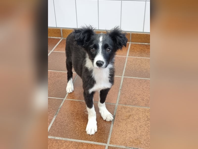 Kleiner Wirbelwind Tara