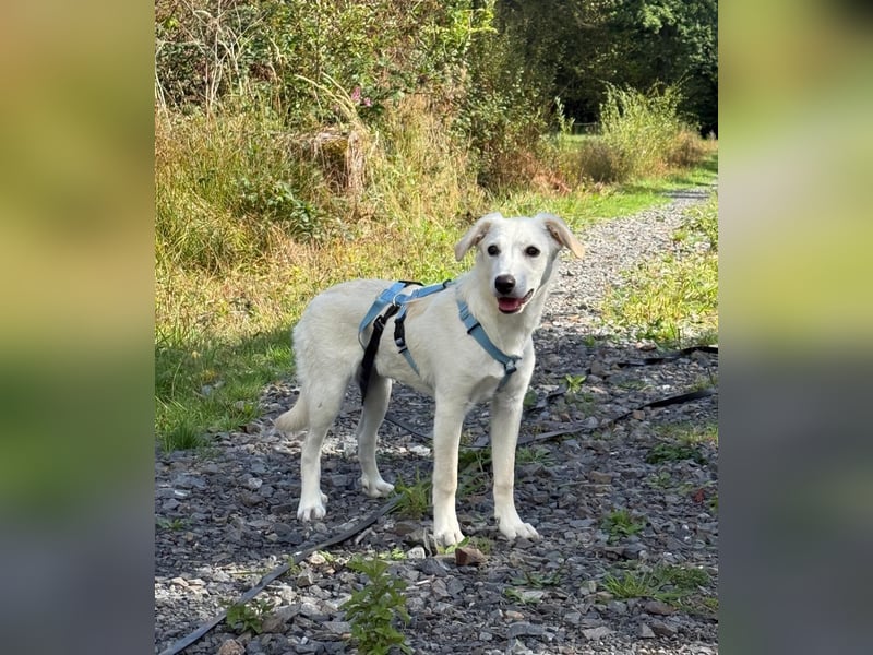 Liebevolles Zuhause gesucht für Kora
