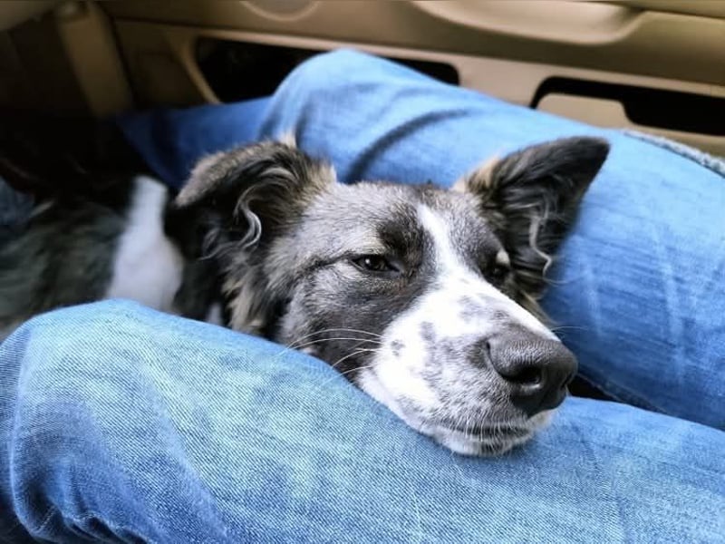 Loki, Besitzer schwer erkrankt