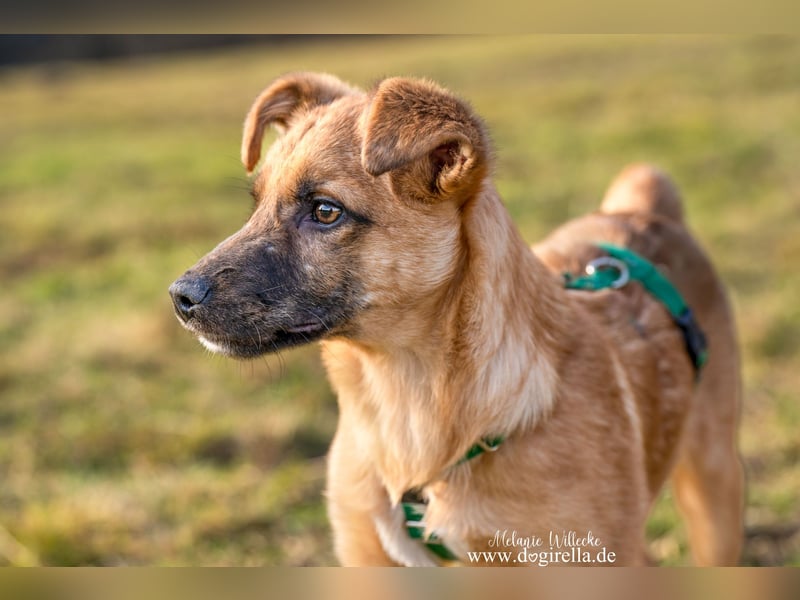 Feivel in Iserlohn sucht ein Zuhause