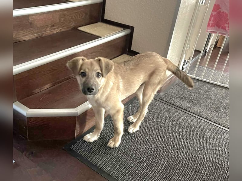 Aufgeweckter, lieber Junghund auf der Suche