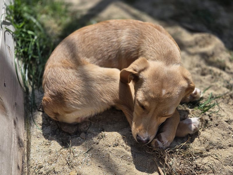 Peach sucht eine Für-immer-Familie