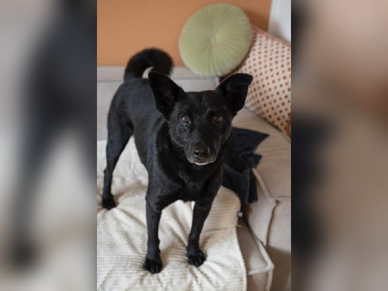 Lucky sucht ein Für-immer-Zuhause