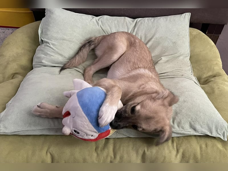 Aufgeweckter, lieber Junghund auf der Suche